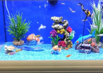 5 Adımda Tatlı Su Akvaryum Kurulumu Nasıl Yapılır?