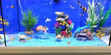 5 Adımda Tatlı Su Akvaryum Kurulumu Nasıl Yapılır?