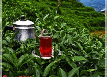 2022’nin En Büyük Çay İhracatı Belçika’ya Yapıldı!