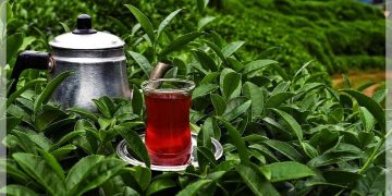 2022’nin En Büyük Çay İhracatı Belçika’ya Yapıldı!