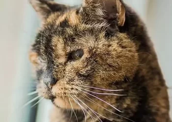 Flossie, dünyanın en yaşlı kedisi ilan edildi