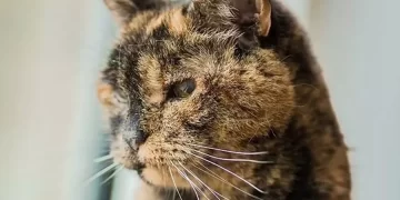 Flossie, dünyanın en yaşlı kedisi ilan edildi