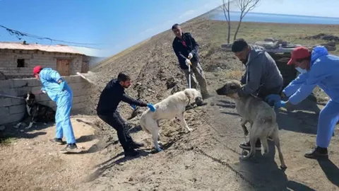 kuduz habermeydan