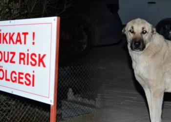 Adıyaman’da kuduz paniği!