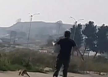 İstanbul’da ‘kaçak maymun’ paniği!