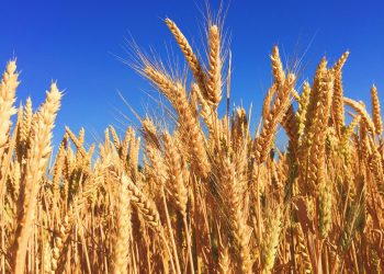 Ukrayna tahıl anlaşmasının uzatıldığını duyurdu