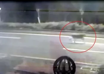 Ankara’nın Gölbaşı ilçesinde aslan paniği yaşandı!