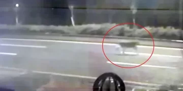 Ankara’nın Gölbaşı ilçesinde aslan paniği yaşandı!