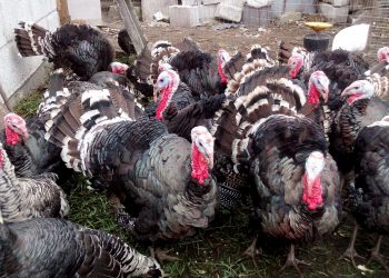 Yılbaşı hindilerinin fiyatı bin lirayı buluyor