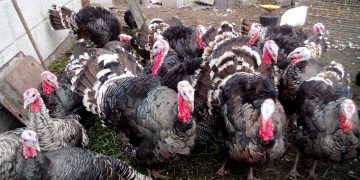 Yılbaşı hindilerinin fiyatı bin lirayı buluyor