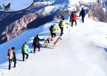Tunceli’de dağcıları, ayıdan Kangallar kurtardı