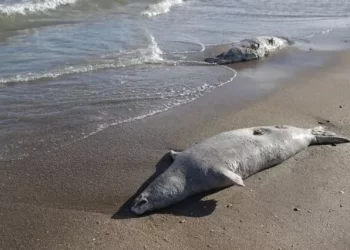 Rusya kıyılarını ölü fok balıkları vurdu