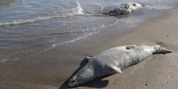 Rusya kıyılarını ölü fok balıkları vurdu