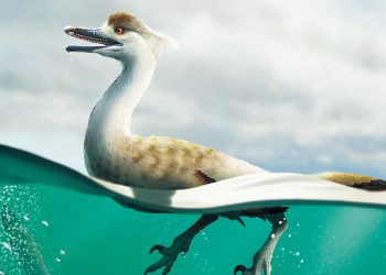 Yeni dinozor fosili keşfedildi: Penguen dinozor