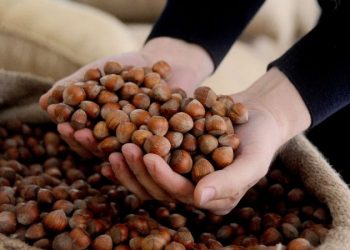 Fındık fiyatı artmaya devam ediyor Fındık fiyatı artmaya devam ediyor