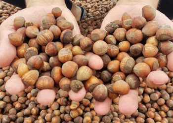 Fındık üreticilerinin kışlık bakım mesaisi devam ediyor