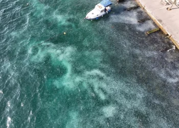 Boğaz’da deniz anası istilası