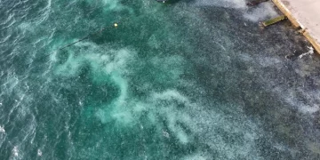 Boğaz’da deniz anası istilası