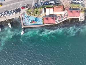 istanbul bogazi denizanasi3 habermeydan