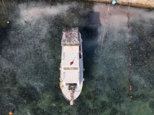 istanbul bogazi denizanasi4 habermeydan