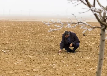 Konya Ovası’nda ‘kuraklık’ hasarı