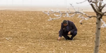 Konya Ovası’nda ‘kuraklık’ hasarı