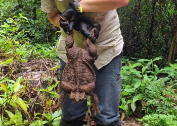Avustralya’da dünyanın en büyük kara kurbağası bulundu