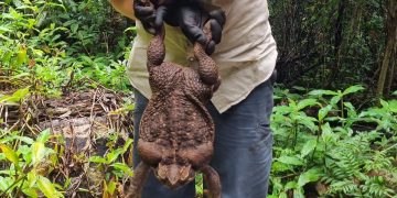 Avustralya’da dünyanın en büyük kara kurbağası bulundu
