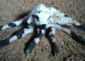 Diyarbakır’da 6 bacaklı kuzu dünyaya geldi