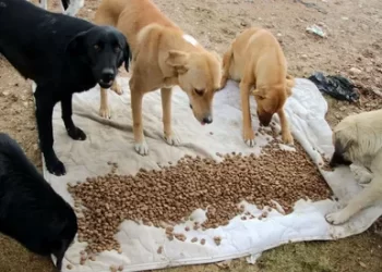 Sinop’tan deprem bölgesine mama yardımı