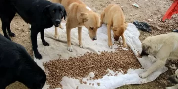 Sinop’tan deprem bölgesine mama yardımı