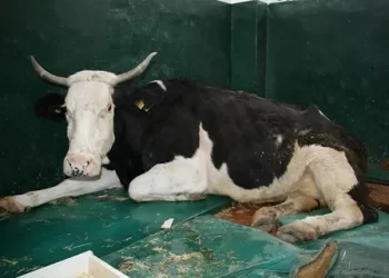 Muş ekibi depremden 300 saat sonra enkazdan bir ineği canlı kurtardı