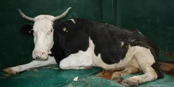 Muş ekibi depremden 300 saat sonra enkazdan bir ineği canlı kurtardı