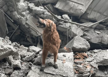 İsveçli kahraman arama kurtarma köpeği 17 kişiyi kurtardı