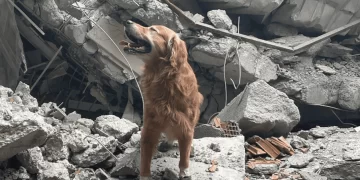 İsveçli kahraman arama kurtarma köpeği 17 kişiyi kurtardı