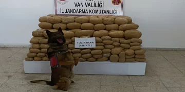 Narkotik köpeği ‘Kaşkol’ 486 kilo esrar buldu