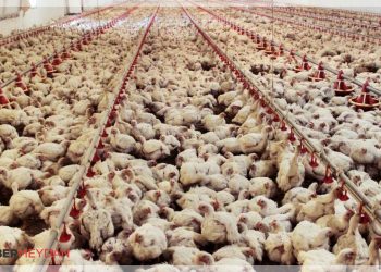 2022 Yılında Tavuk Eti Üretimi Yüzde 7,7 Arttı!