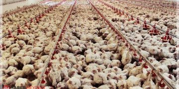 2022 Yılında Tavuk Eti Üretimi Yüzde 7,7 Arttı!