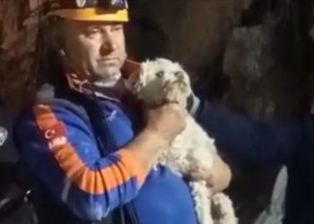 Hatay’da depremin 25. gününde bir köpek canlı kurtarıldı