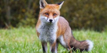 Fransa’da kuş gribi tespit edildi