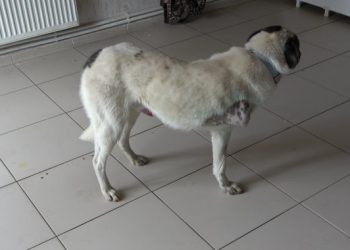 Muş’ta kurt kapanına takılarak ayağı kopan köpek ameliyat edildi