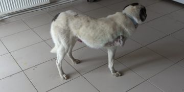 Muş’ta kurt kapanına takılarak ayağı kopan köpek ameliyat edildi