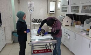 Kurt kapanina kapilarak ayagi kopan kopek ameliyat edildi1 Habermeydan