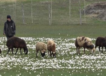Muş Ovası’nda kuzuların şenliği