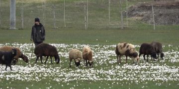 Muş Ovası’nda kuzuların şenliği