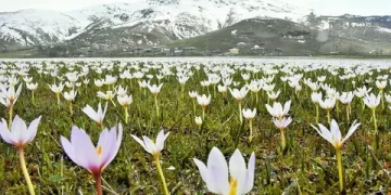 Muş Ovası’nı kardelenler süslemeye başladı