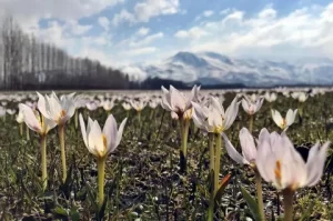 Mus Ovasini kardelenler suslemeye basladi1 Habermeydan