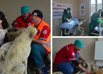 Muş Varto’da sokak hayvanlarını kısırlaştırma çalışması başlatıldı