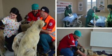 Muş Varto’da sokak hayvanlarını kısırlaştırma çalışması başlatıldı