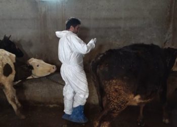 Muş’ta Şap hastalığına karşı aşılama devam ediyor